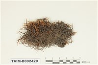 藏品(砂苔屬)的圖片